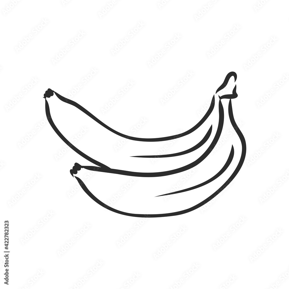 Banana fruit, bunch. Organic nutrition healthy food. Engraved hand drawn vintage retro vector lucuma illustration. Banana Isolated on white background Banana fruit, bunch. Organic nutrition healthy food. Engraved hand drawn vintage retro vector lucuma illustration. Banana Isolated on white background