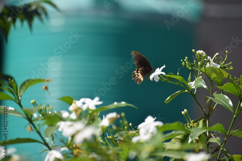 butterfly on a flower
