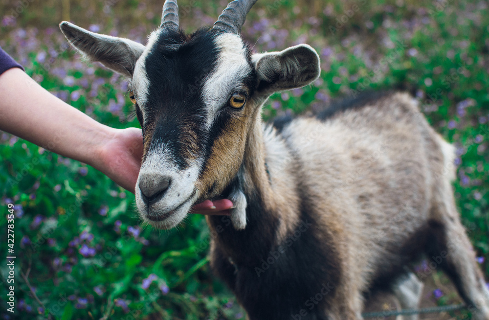 portrait of a goat portrait of a goat
