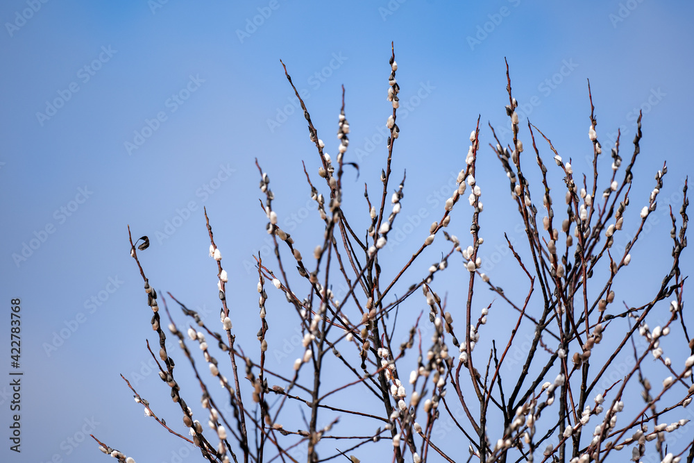In the spring before Easter, the bouquets bloom In the spring before Easter, the bouquets bloom