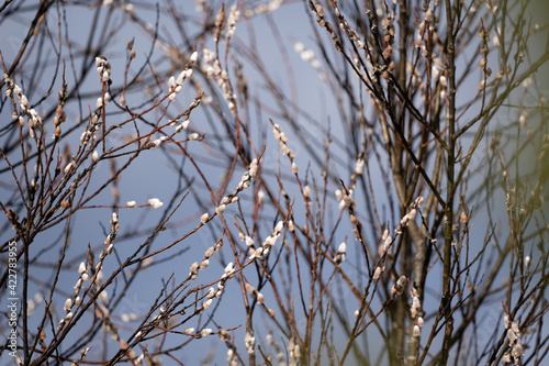 In the spring before Easter, the bouquets bloom