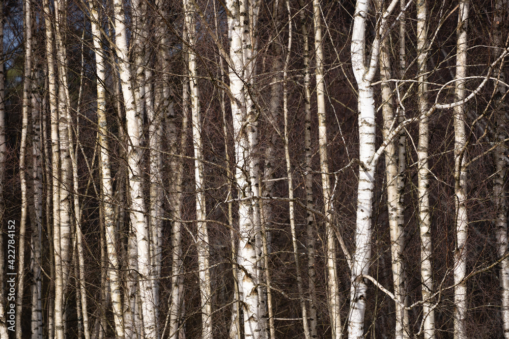 close-up of a Latvian birch grove showing white birch