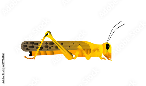 African locust insect animal illustration isolated
