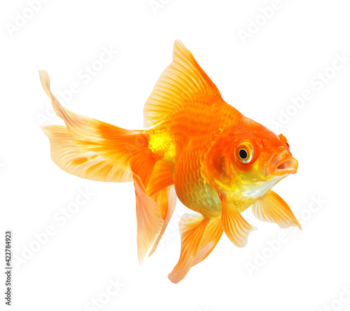 Gold Fish isolated © lotus_studio