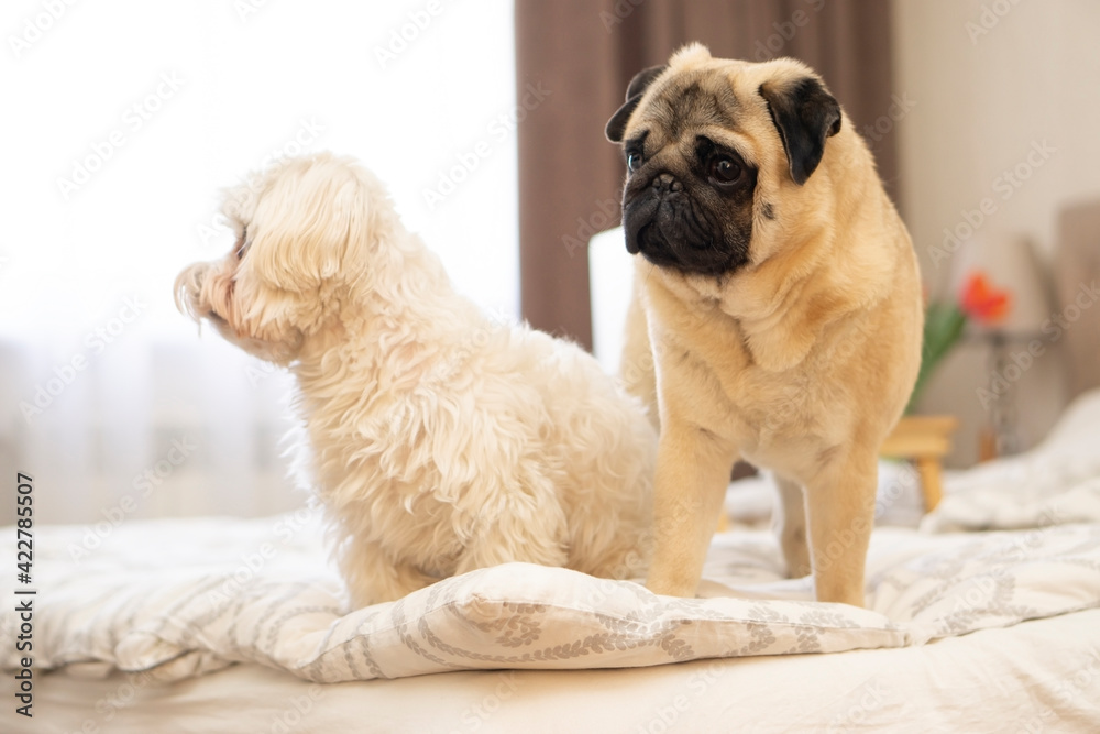 Portrait 2 dogs of pug dog and maltese dog on bed . A dogs in the apartment. Stay home concept .Animal friends concept . Portrait 2 dogs of pug dog and maltese dog on bed . A dogs in the apartment. Stay home concept .Animal friends concept .