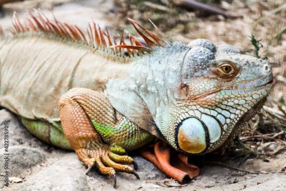 The Green Iguana