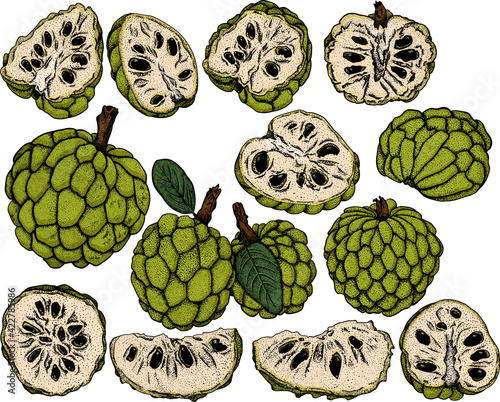 Vector hand drawn set of cherimoya. Sugar apple colored illustration. Delicious tropical vegetarian objects. Use for restaurant, menu, smoothie bowl, market, store, party decoration, meal.