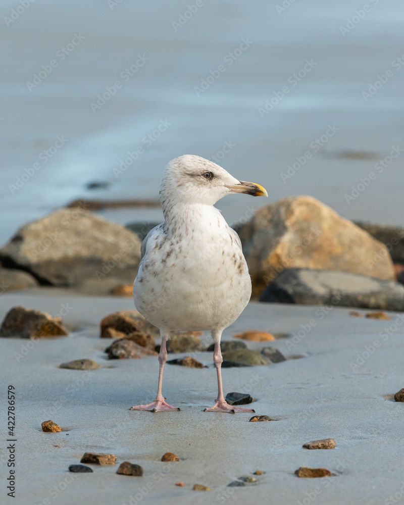 A young european herring gull standing on the beach A young european herring gull standing on the beach