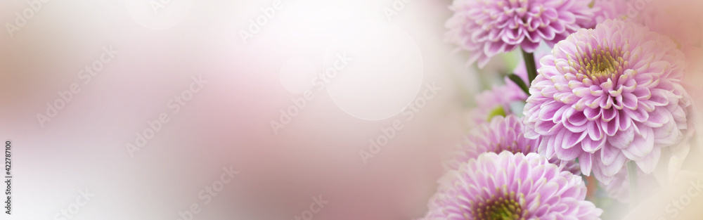 Pink flowers for mother's day greetings. Pastel colored floral still life with tender bokeh. Horizontal background with space for text.