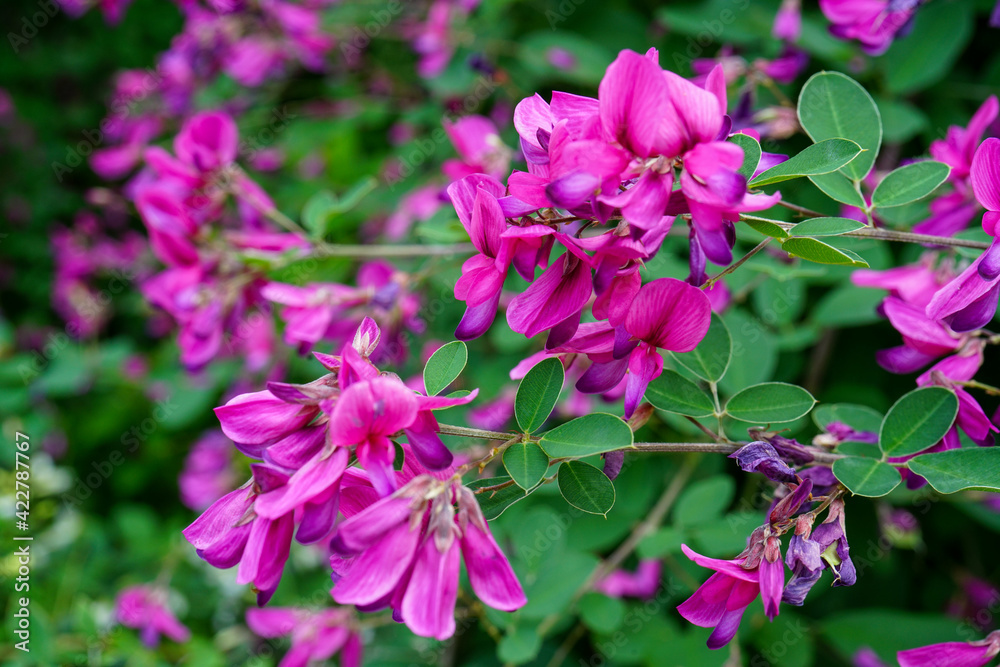 紫色の萩の花 紫色の萩の花