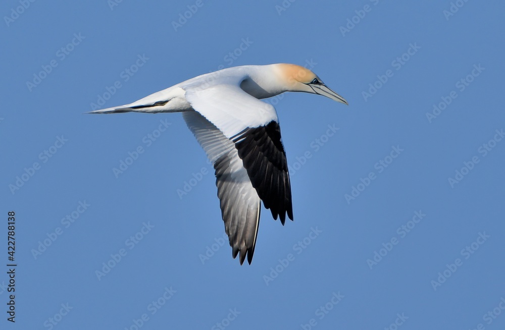 Fototapeta premium Beautiful Gannet in the sky