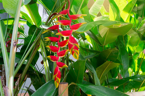 Heliconia rostrata inflorescence (lobster-claws, toucan peak, wild plantains or false bird-of-paradise). Tropical flowers. photo