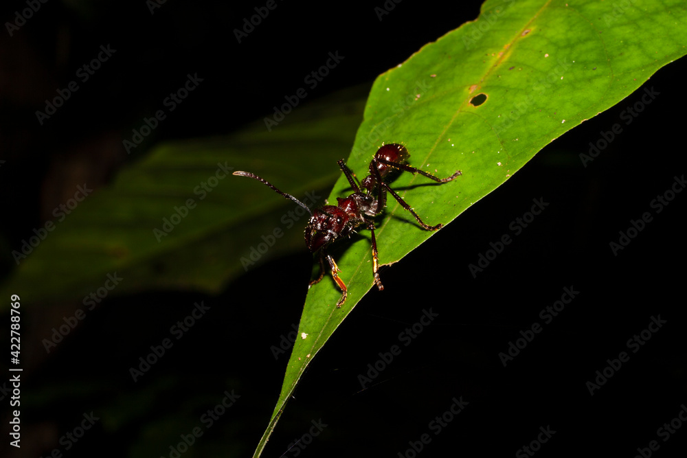 Bullet Ant Bullet Ant