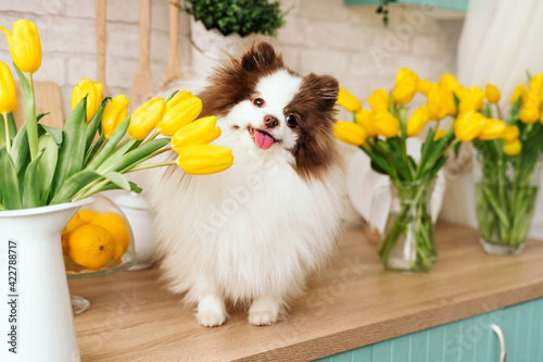 beautiful white chocolate spitz in the kitchen among yellow tulips. national dog day. a pet. spring decor. women's Day. flowers in the house. world animal day
