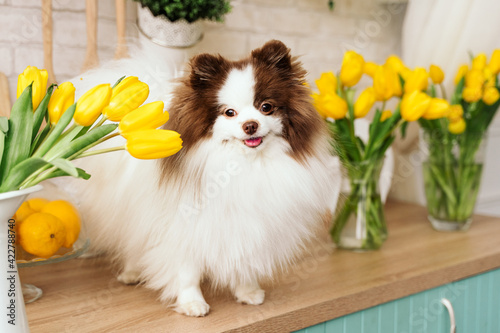 beautiful white chocolate spitz in the kitchen among yellow tulips. national dog day. a pet. spring decor. women's Day. flowers in the house. world animal day