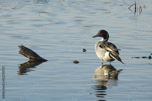 A male, northern pintail duck, enjoying a beautiful day at the Colusa National Wildlife Refuge, in the Sacramento Valley, California. photo