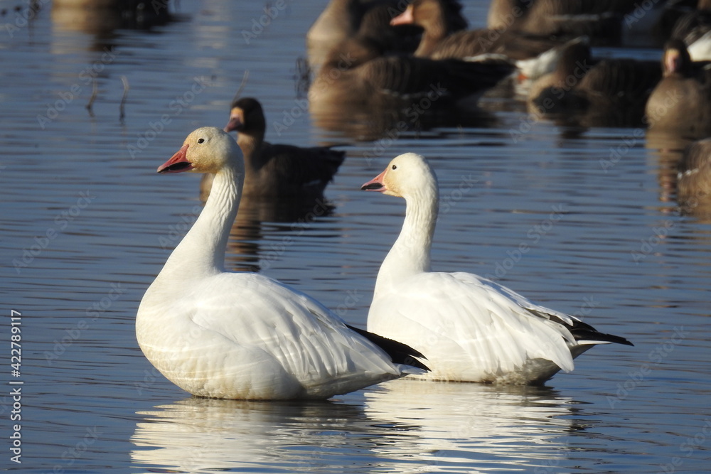 Snow geese and other waterfowl enjoying a beautiful day at the Colusa National Wildlife Refuge, in the Sacramento Valley, California.