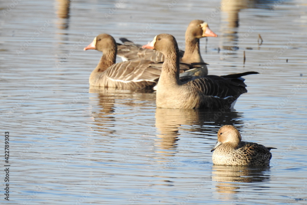 A female mallard duck in the foreground, with several greater white-fronted geese in the background, swimming in the waters of the Colusa National Wildlife Refuge, Sacramento Valley, California. A female mallard duck in the foreground, with several greater white-fronted geese in the background, swimming in the waters of the Colusa National Wildlife Refuge, Sacramento Valley, California.