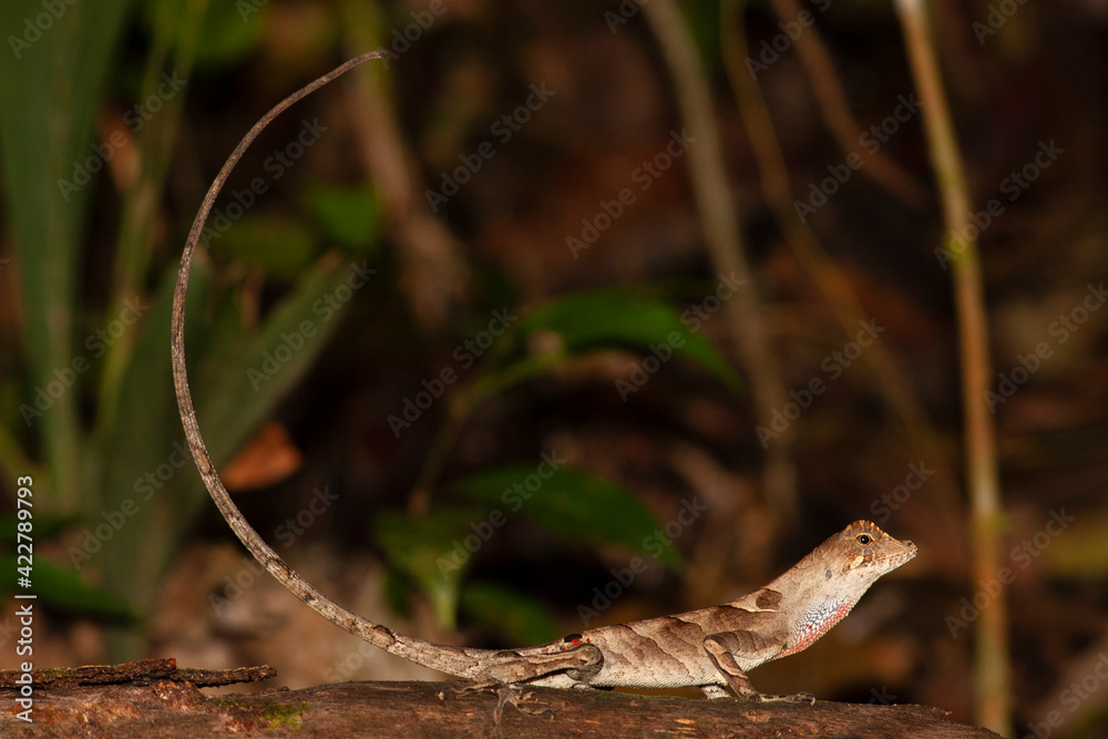 Obraz premium Anolis lizard display
