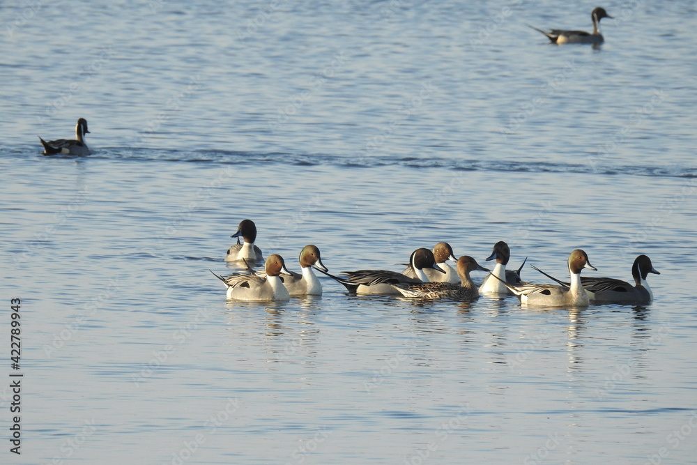 Naklejka premium Northern pintail ducks enjoying a beautiful day at the Colusa National Wildlife Refuge, in the Sacramento Valley, California.