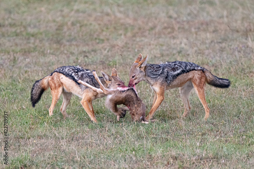 two black backed jackals squabbling over their kill