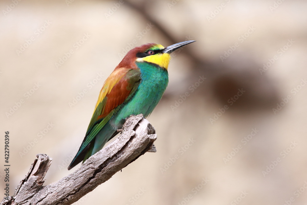 Obraz premium Bienenfresser