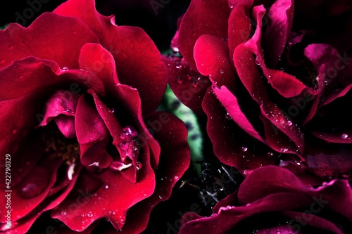 Róże w deszczu © Lidia