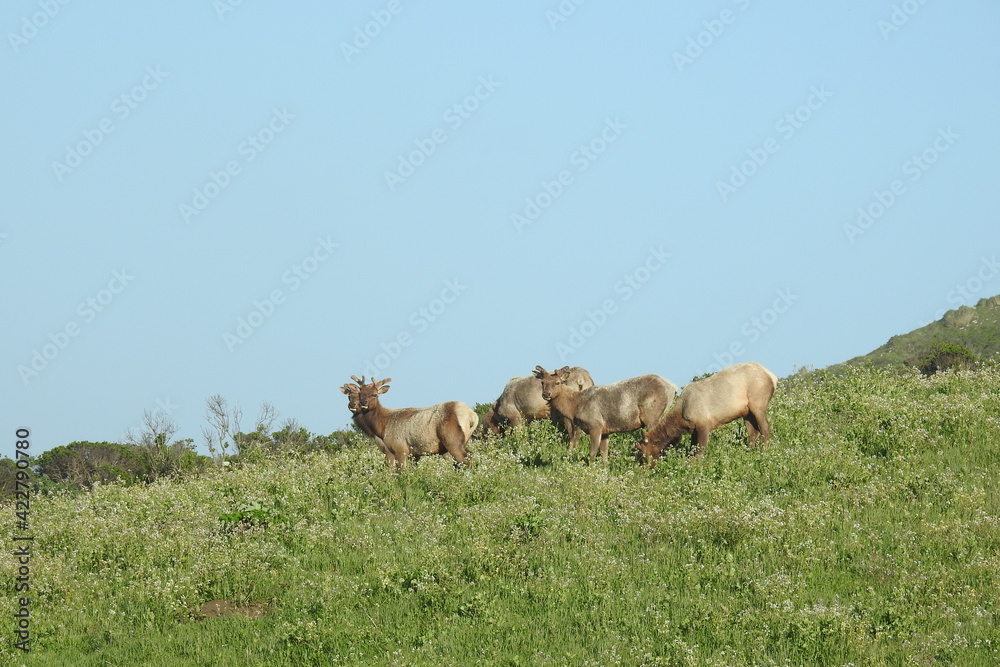 Obraz premium Tule elk roaming the grassy hillsides of Point Reyes National Seashore in Marin County, Northern California.