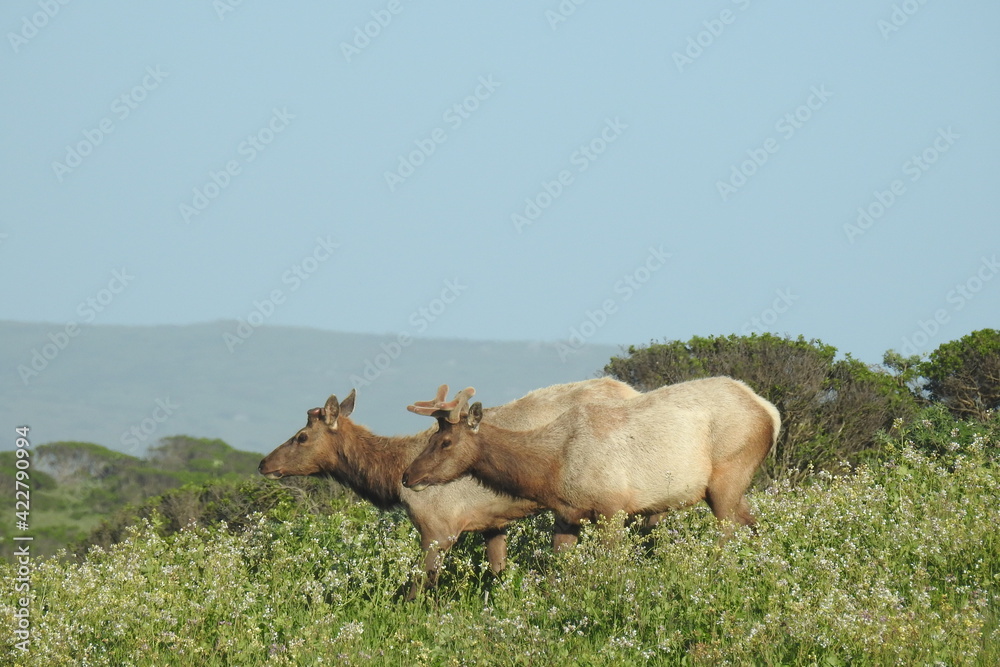 Tule elk roaming the grassy hillsides of Point Reyes National Seashore in Marin County, Northern California. Tule elk roaming the grassy hillsides of Point Reyes National Seashore in Marin County, Northern California.