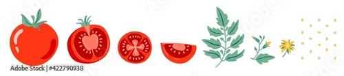 Red tomato vector illustration. Cut tomato, tomato slice, leaves, flowers and tomato seeds. Cartoon vegetable set of elements isolated on white background