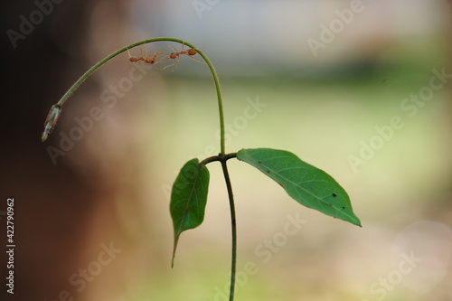 Ants