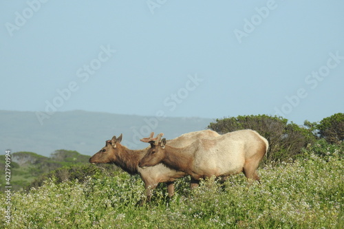 Tule elk roaming the grassy hillsides of Point Reyes National Seashore in Marin County  Northern California.
