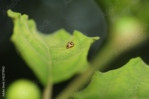 ladybug on leaf
