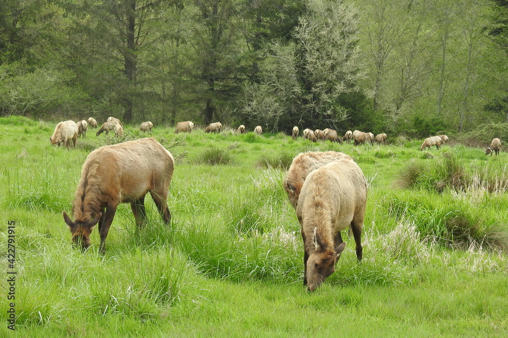 Wild elk herd grazing in a meadow outside of Crescent City, in Del Norte County, Northern California. Wild elk herd grazing in a meadow outside of Crescent City, in Del Norte County, Northern California.