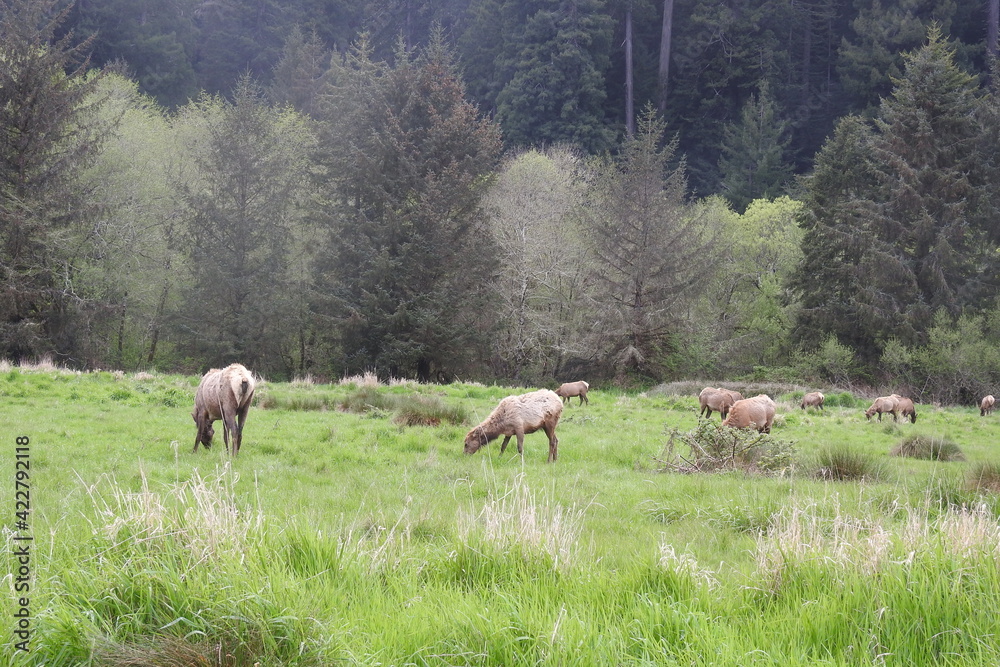 Wild elk herd grazing in a meadow outside of Crescent City, in Del Norte County, Northern California.