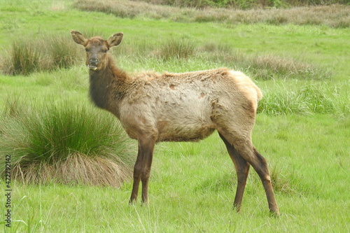 Roosevelt elk roaming a meadow outside of Crescent City, off the U.S. Route 199, in Del Norte County, Northern California.