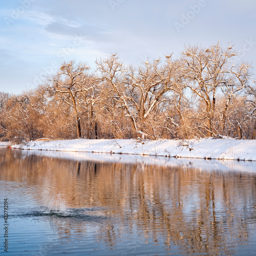 winter scenery of a small lake in northern Colorado with blue heron rookery and water splash from a diving beaver, one of natural areas along the Poudre River in Fort Collins