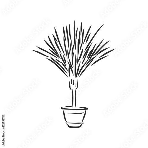 Sansevieria trifasciata hand drawn vector outline doodle icon. Decorative potted house plant sketch illustration for print, web, mobile and infographics isolated on white background.