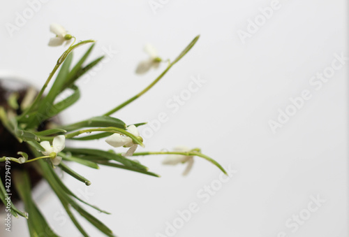 Conceptual photo.Snowdrop flowers in vase on white background. Springtime. Easter decor. 
