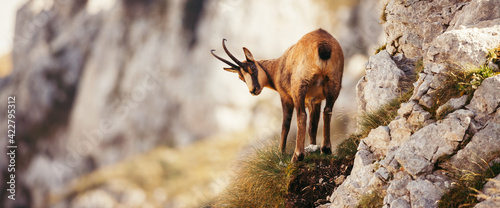 Wild chamois in Abruzzo, Apennines, Italy