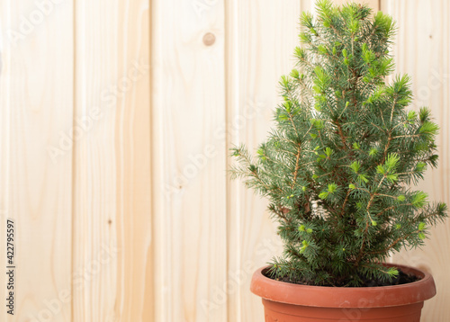 Chamaecyparis lawsoniana Ellwoodii plant in flower pot isolated on wooden background.
