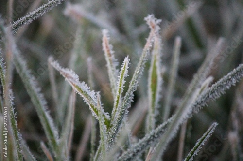 Frosted Grass Two