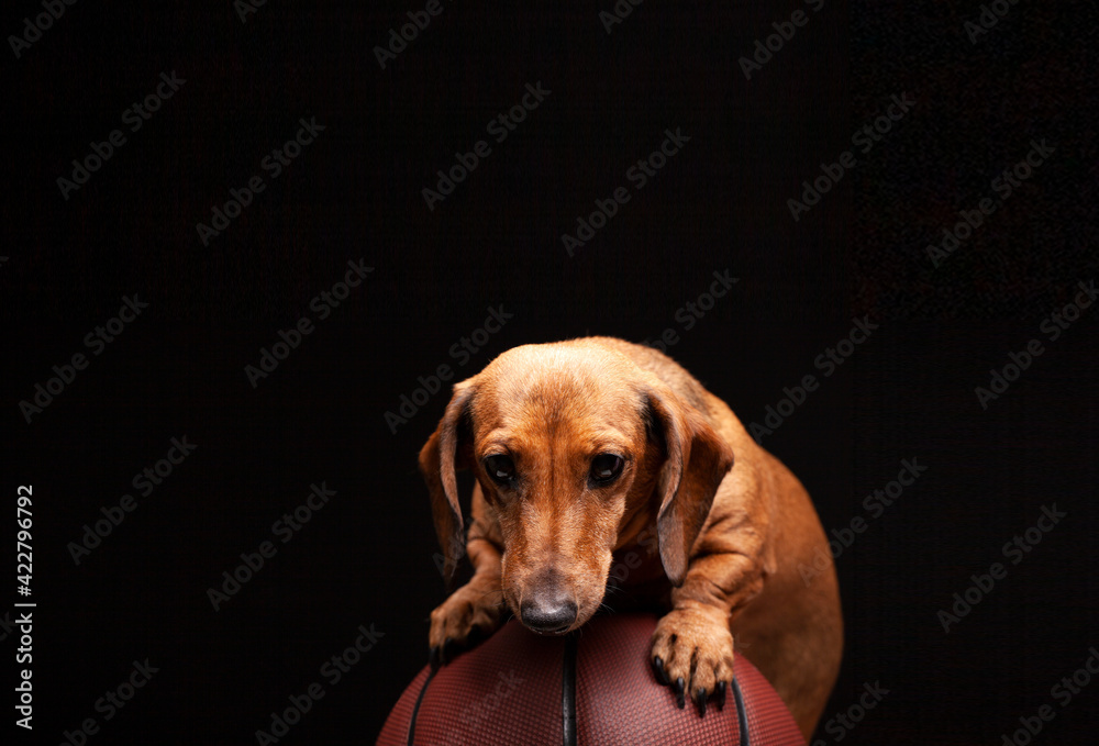 image of dog basketball dark background 