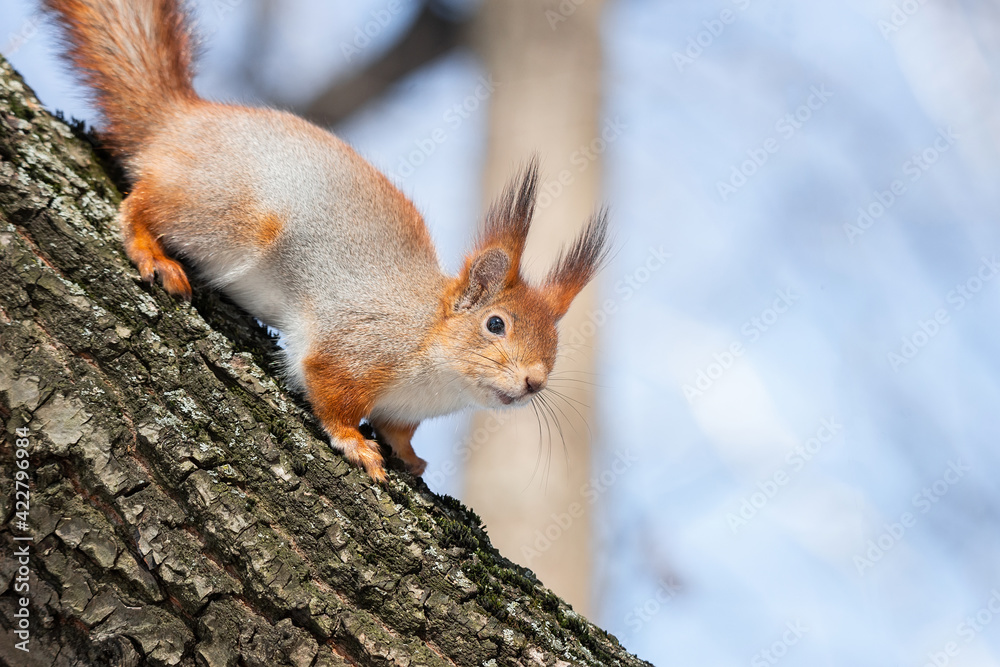 Squirrel in winter sits on a tree.