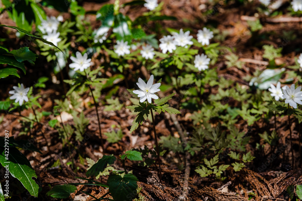 Obraz premium 林業試験場樹木公園のキクザキイチゲ