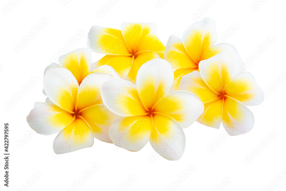 Fototapeta premium frangipani flower isolated