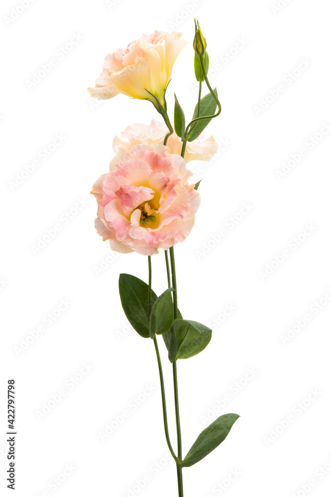 beautiful eustoma flower isolated beautiful eustoma flower isolated