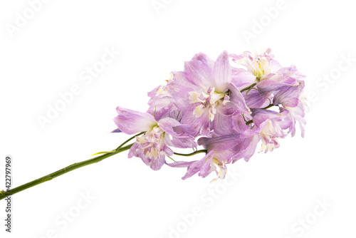 delphinium flower isolated