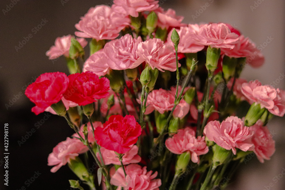 Pink carnations, light pink carnations, and dark pink carnations 