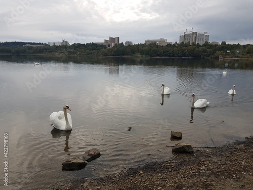Fototapeta Naklejka Na Ścianę i Meble -  Swans swim on the lake
